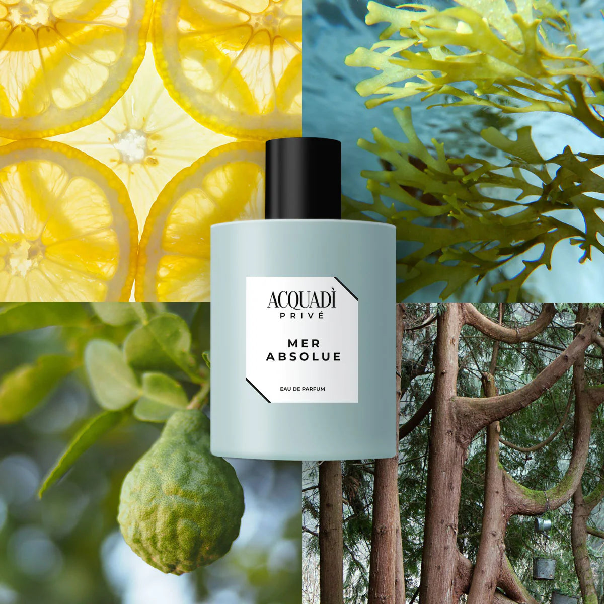 Acquadì Privé - Eau de Parfum Mer Absolue